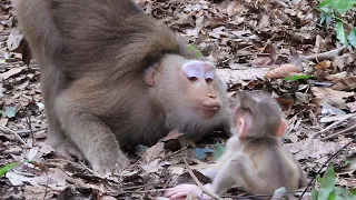 How Amazing Mum Flora Teaching & Lips Smacking Baby Fanta