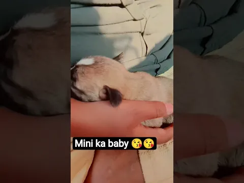 #trending #cuteanimal mini ka baby 😘😘😘