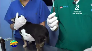 Aprende a ponerle inyecciones a tu mascota