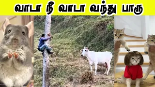 நீங்க தான் தைரியமான ஆளாச்சே🤣 | வந்தின்னா முட்டுவேன் | Hoomans