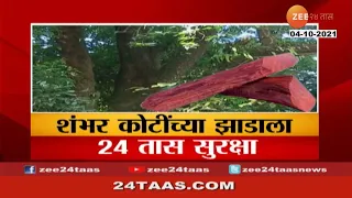 Ratnagiri Report On 100 Crore Tree