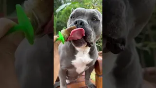 Para os Dias de Calor - Picolé de Ração - Nossa Rotina #americanbully