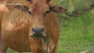Cả làng đổ xô đi xem con bò đẻ ra con bê mặt như người, ai nấy đều ngỡ ngàng khi chứng kiến