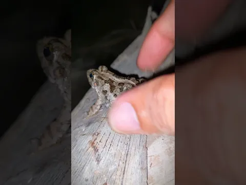 Boing boing the frogs how catch frogs funny | tep longheng funny