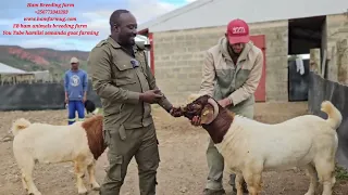 See How goats (males )in south Africa can attain 120kgs live weight in 10 to 11 months (evidance)