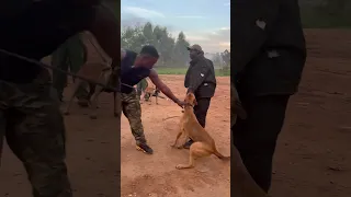Beligian Malinois power