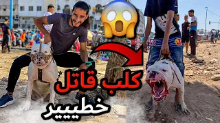 كلاب ضخمة في أكبر سوق عربي القريعة يوم الأحد 😱🐕 خطر الموت