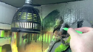 meal of the frilled lizards(Chlamydosaurus kingii)in their homemade(DIY)giant terrarium!