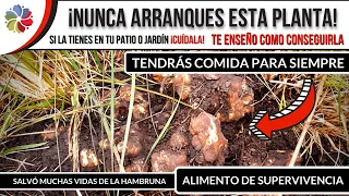 🌱 Si esta PLANTA te SALE en el PATIO de tu CASA, NUNCA la ARRANQUES ¡MUCHA GENTE la NECESITA!