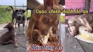 [Clip Ngắn]  Cuộc chiến dành đồ ăn của Mâu
