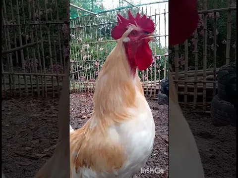 Muy atentos al gran gallo blanco 🐔#feedshorts #gallos #animales