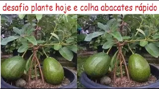 desafio plante um caroço de abacate em vaso e colha muito rápido