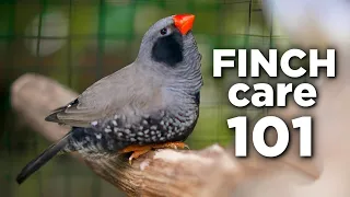 🐦 How to Take Care of Zebra Finches - Ultimate Guide 🌱