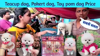 Pomeranian dog price in India | Teacup dog price in India | Pocket dog price in India | Cheapest Dog