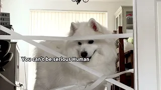 My Dog Tries The Painter's Tape Challenge