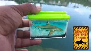 Catching Pet Fish for WORLD'S SMALLEST AQUARIUM! 