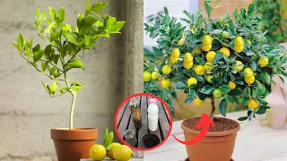 Ya no necesitaras comprar frutas, Descubre la Técnica Japonesa y cosecha frutos todo el año🍋🍎🥭.