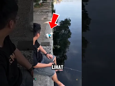 Anjing ini Tiba-Tiba Turun ke Air dan Endingnya Bikin Semua Orang Kagum!