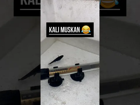 Kali muskan bache dene wali hai || molly fish giving birth #petsvlog #aquarium #mollyfish #mollyfry