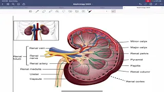 1 Glomerulonephritis   Nephritic & Nephrotic syndrome 001