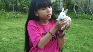 shinta bermain dengan 5 anak kelinci lucu - cute baby rabbits