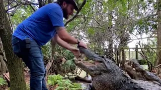 Alligator Handler Feeding Giant Alligators Gone Wrong