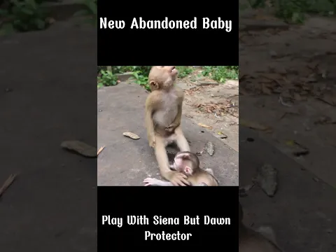 Reaction of Siena with new Abandoned Baby monkey  #monkey #sovannagroup #babyanimal