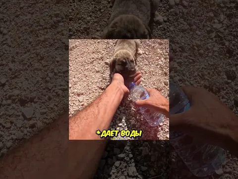 Байкер спас ЩЕНКА❤️