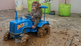 OMG! Monkey Fails to Get Tractor Out of Mud 😂🚜 | बंदर ने Tractor चलाते-चलाते कीचड़ में फंसा दिया 😱
