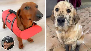 Dogs that are too cute to get in trouble 💚