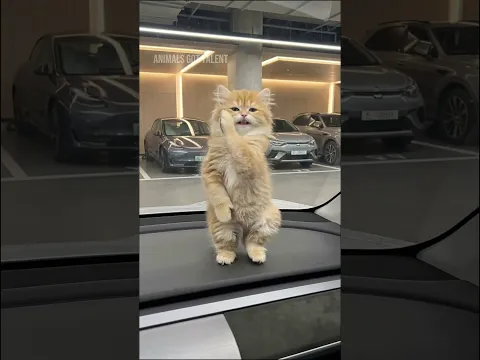 Fluffy Kitten Dance on a Car Dashboard 🧡 #kittendance #catdance #kittens