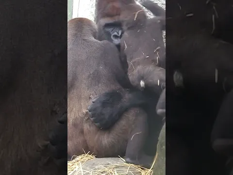 482#ゴリラ | D'jeeco Family 🦍 #shorts 【#金剛猩猩】