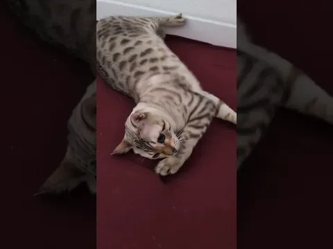 ♥️♥️♥️♥️
