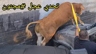 هروب عجل واكبر تحدي امساكه دون اذى واصابة 4 اشخاص بجراح لم يكن العجل  سهل مع جمال العمواسي
