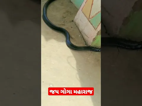 જય ગોગા મહારાજ#gogabapanastatus #goga_maharaj_aalap_nitin_kolvada #gogaji  #trending #shorts #viral