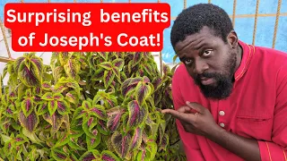 Before You Pull This Leaf, Know What It Can Do 🌿 | Joseph’s Coat Medicinal Benefits