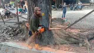 Dramatis... Tumbangnya Pohon Mahoni Tua dengan Senso STIHL MS 382