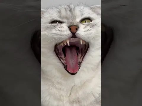There was no trace of Sonya's pranks 🐾 #cat #cats