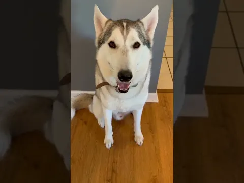 THIS TRICK WILL CALM YOUR HUSKY DOG DOWN!!!