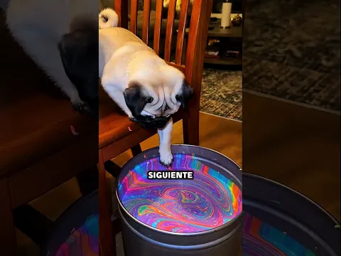 part5 Cats jumping into buckets of paint start glowing