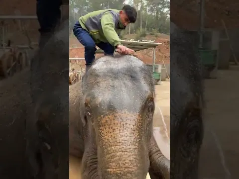 اسعد فيل في العالم 🥰 راحه