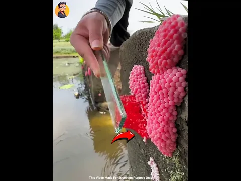 😱crushing apple snail eggs⁉️