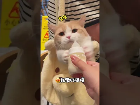 猫咪:呼吸!人:手段了得! #小奶猫的成长日记 #万物可爱计划 #猫猫真的好像个小宝宝