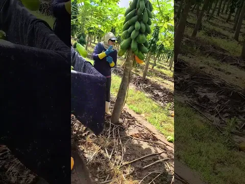 Papaya pflücken – Warum der richtige Schnitt mehr als nur Früchte rettet