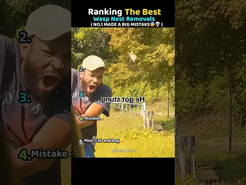Ranking Best Wasp Nest Removals🐝😨