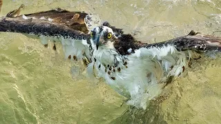 This Osprey Got Pulled Under and Wouldn’t Let Go