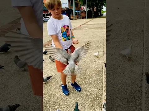 Liova feeding pigeons again #feeding #pigeons #shorts