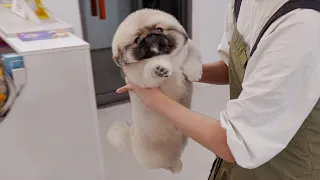 강아지로 하프물범을 만들어 봤습니다.