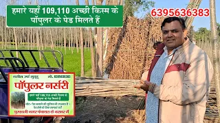 पॉपुलर नर्सरी हमारे यहाँ 109,110 अच्छी किस्म के पॉपुलर के पेड मिलते हैं Naseem Purkazi