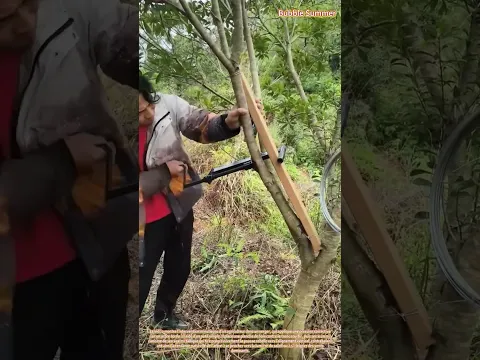 Corriger la croissance : redresser un arbre tordu à l'aide d'un outil
